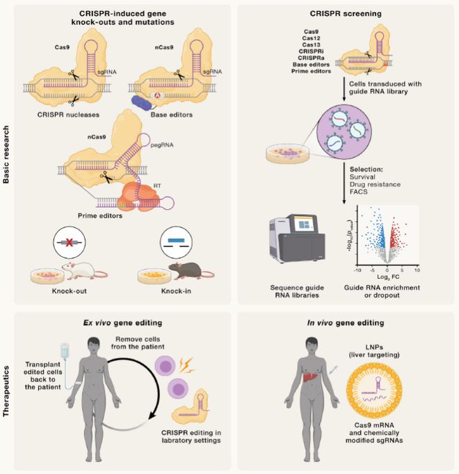 Cell｜CRISPR基因編輯技術(shù)的過去、現(xiàn)在和未來(圖6)