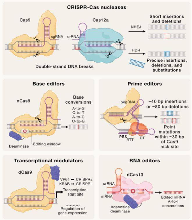 Cell｜CRISPR基因編輯技術(shù)的過去、現(xiàn)在和未來(圖4)